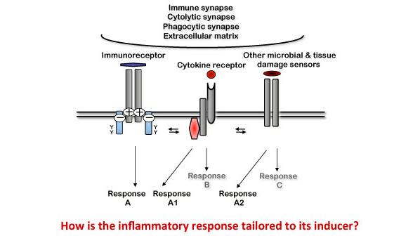 Our research goal is to elucidate mechanisms that control the initiation of inflammatory responses in innate immune cells.