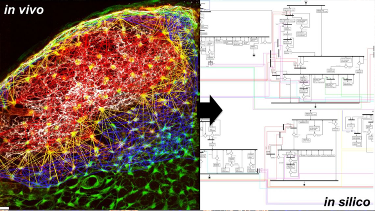 We take an interdisciplinary approach from single-molecule imaging to multi-scale computational modelling and experimental validation to identify and develop therapeutic strategies for immune-mediated inflammatory disease.